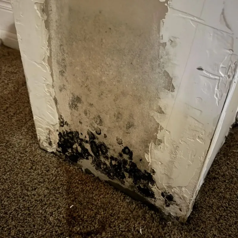 Professional Mold Removal in Matagorda County, TX